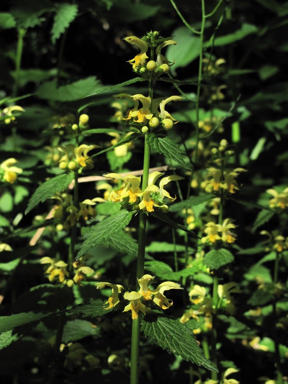 Lamium galeobdolon